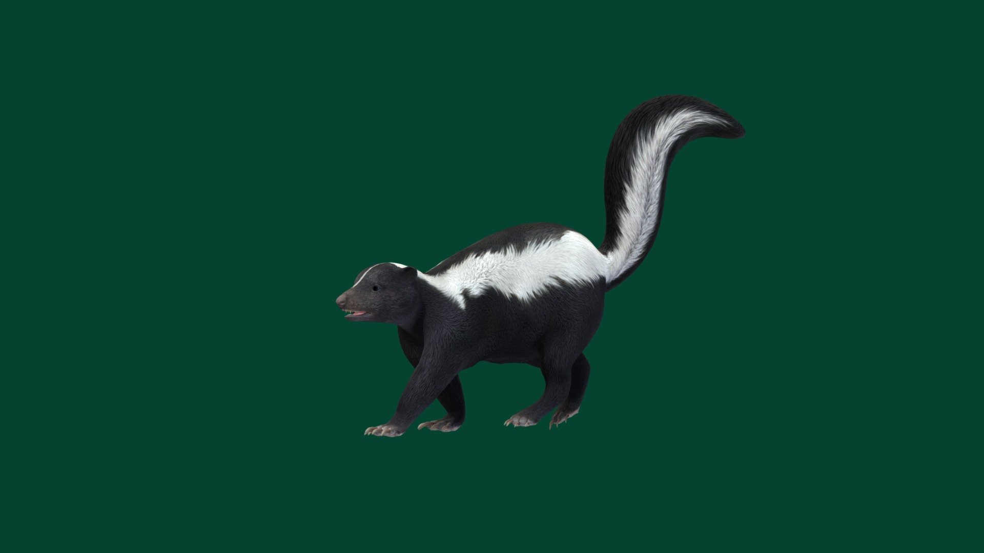 Skunk (GameReady) 3d model