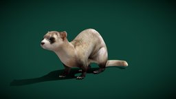 Black-footed Ferret (Endangered)