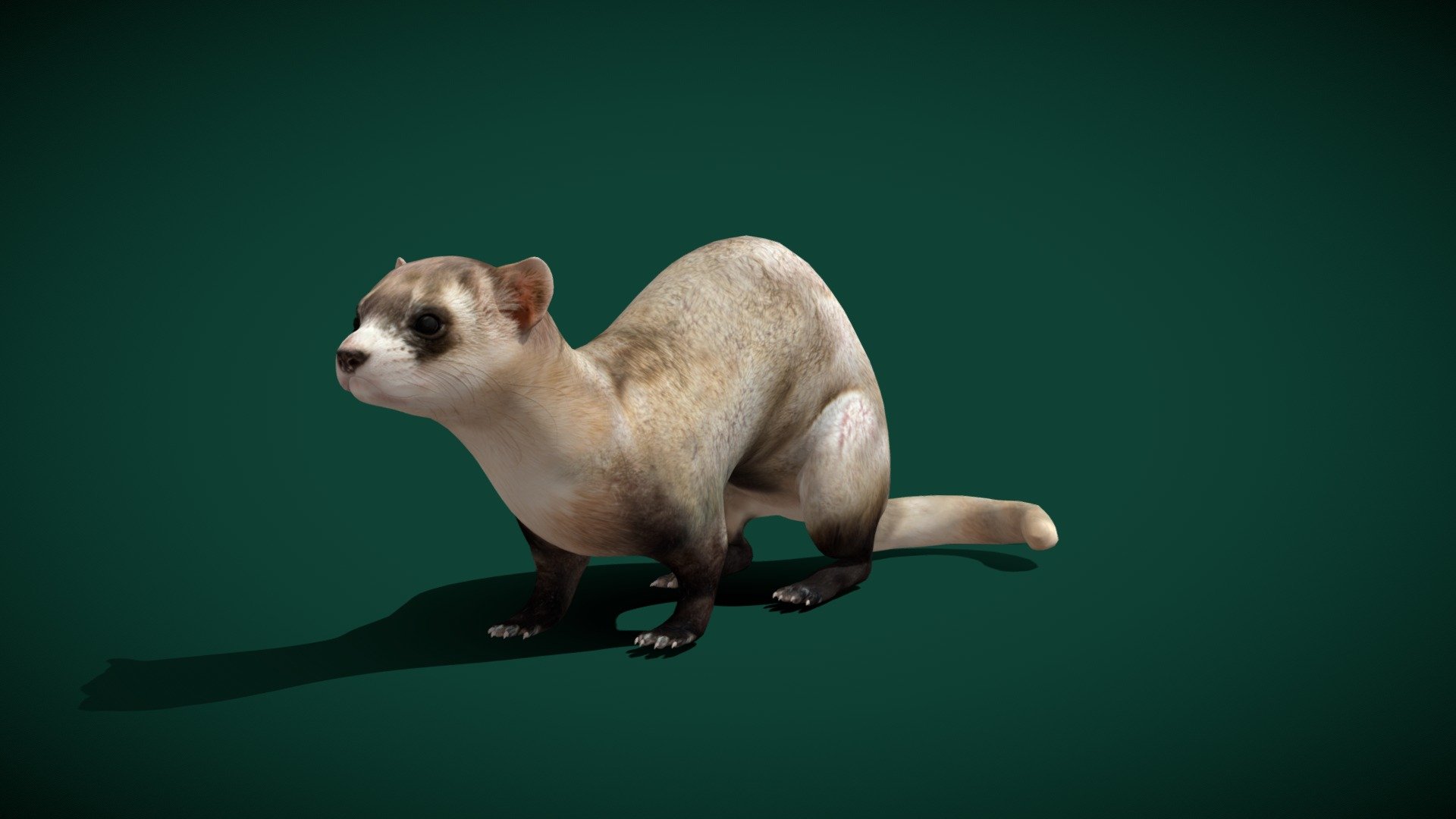 Black-footed Ferret (Endangered) 3d model