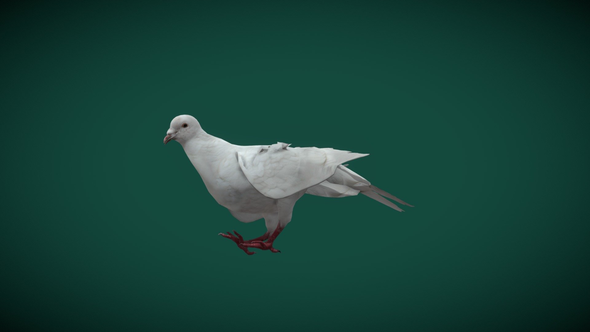 Columbidae Dove (Lowpoly) 3d model