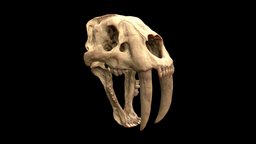 Smilodon Fatalis Skull