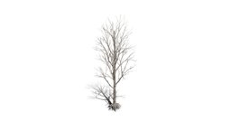 Realistic HD Black poplar (64/105)