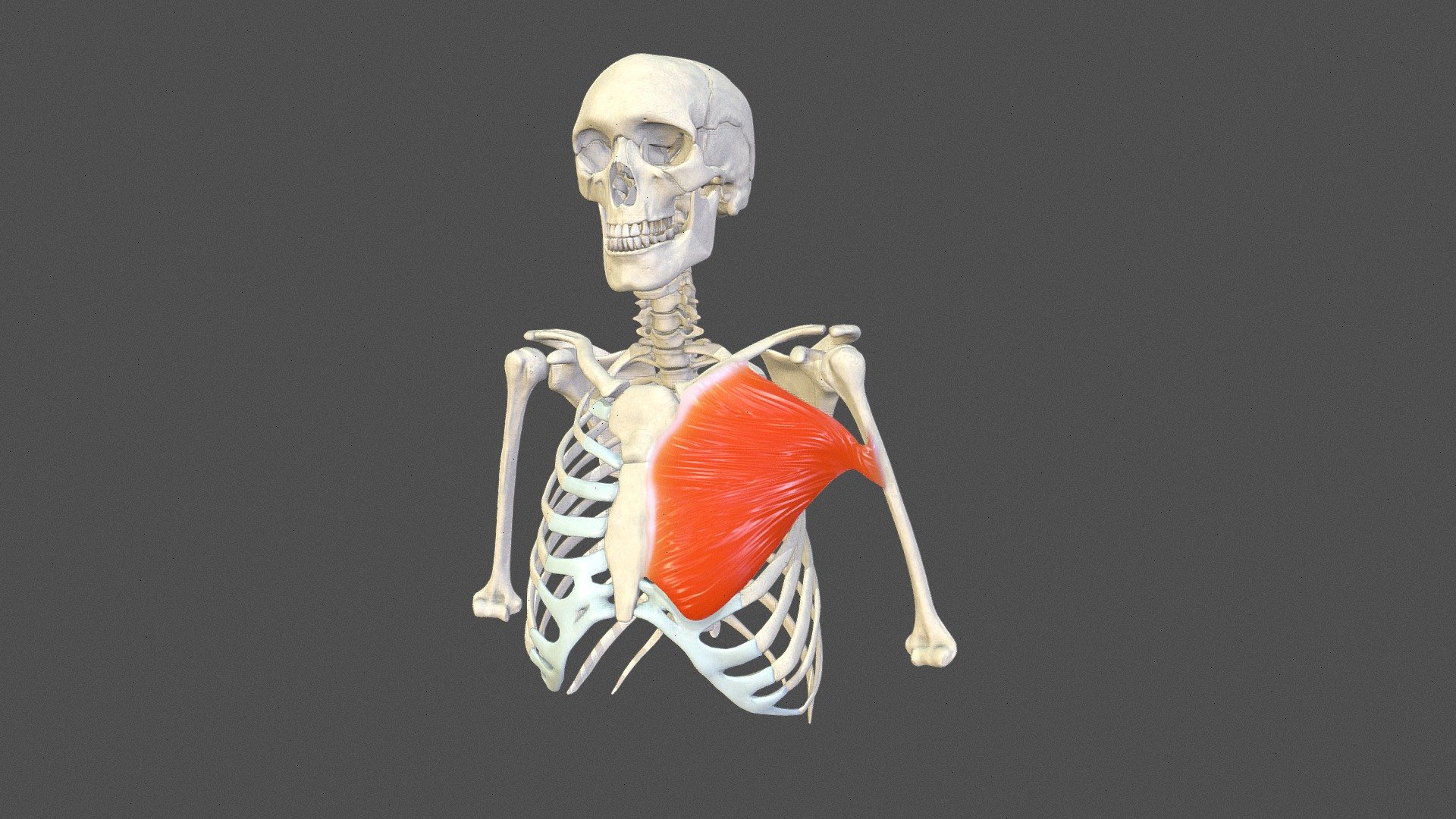 Pectoralis Major 3d model