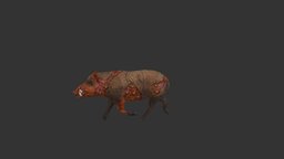 boar_diseased