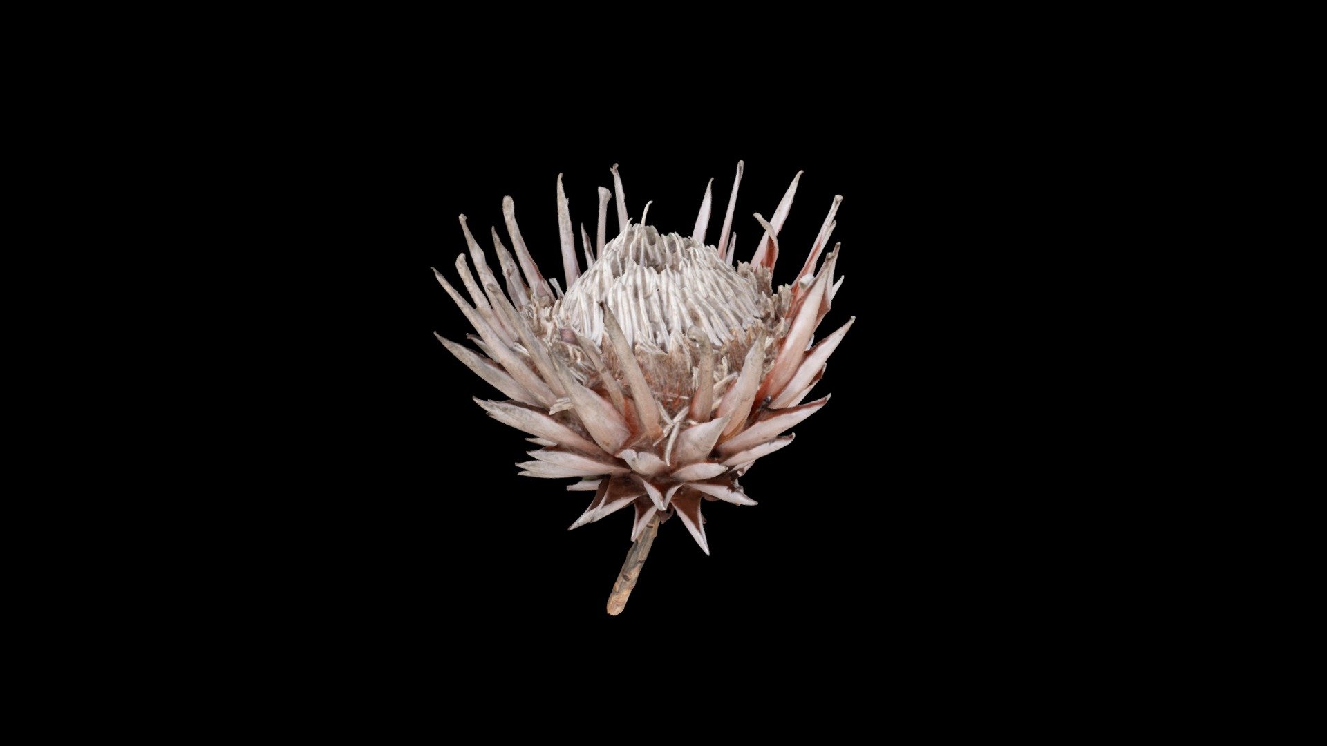 King protea flower 3d model