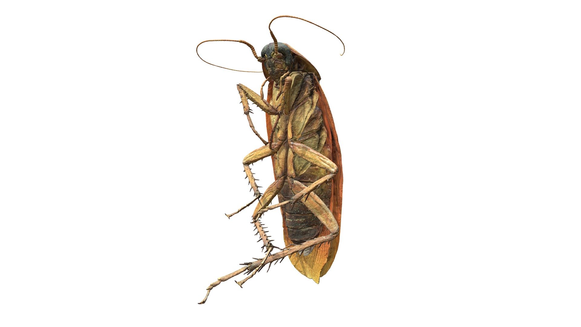 Cockroach (3D photogrammetry scan) 3d model