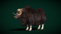 Musk Ox Animal (Lowpoly)