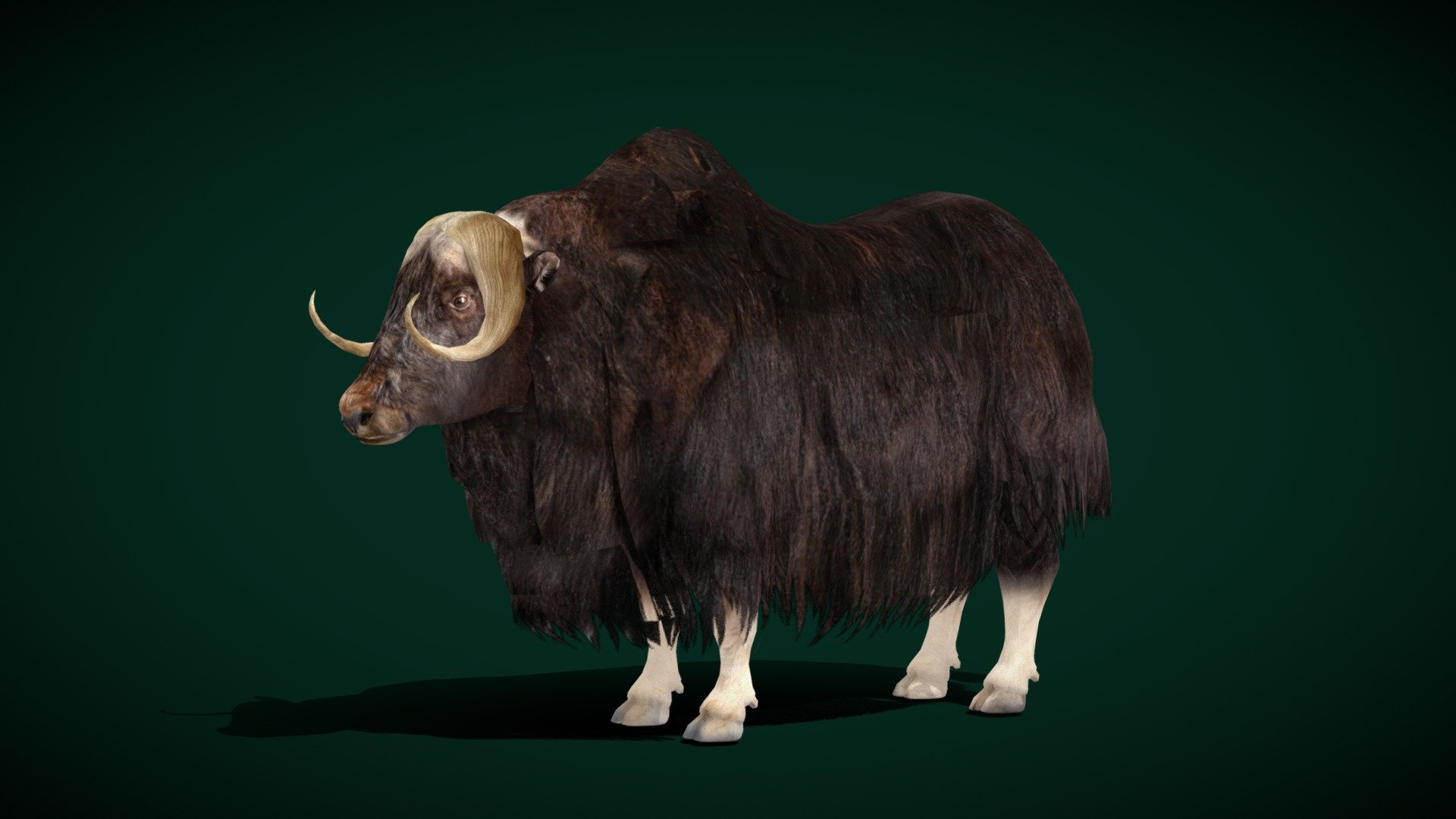 Musk Ox Animal (Lowpoly) 3d model