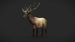 Wapiti