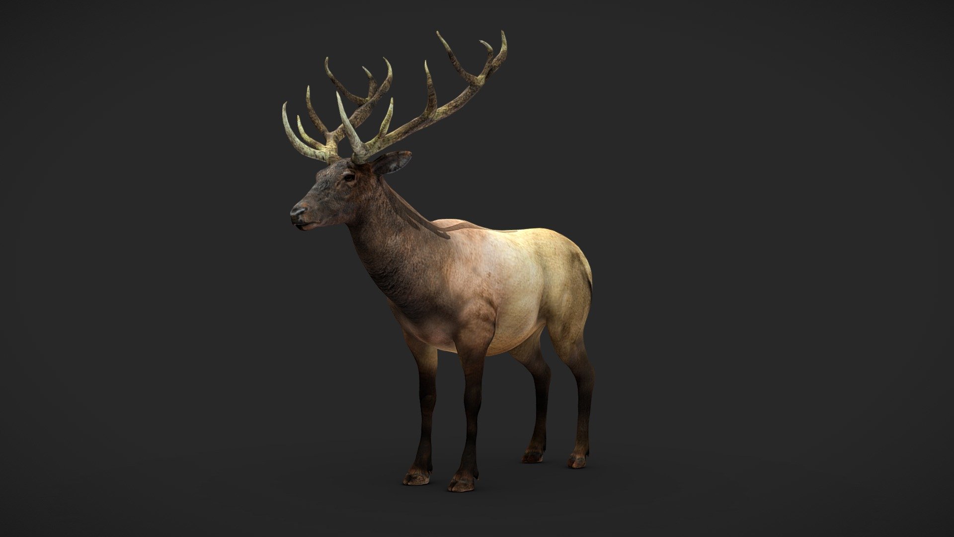 Wapiti 3d model