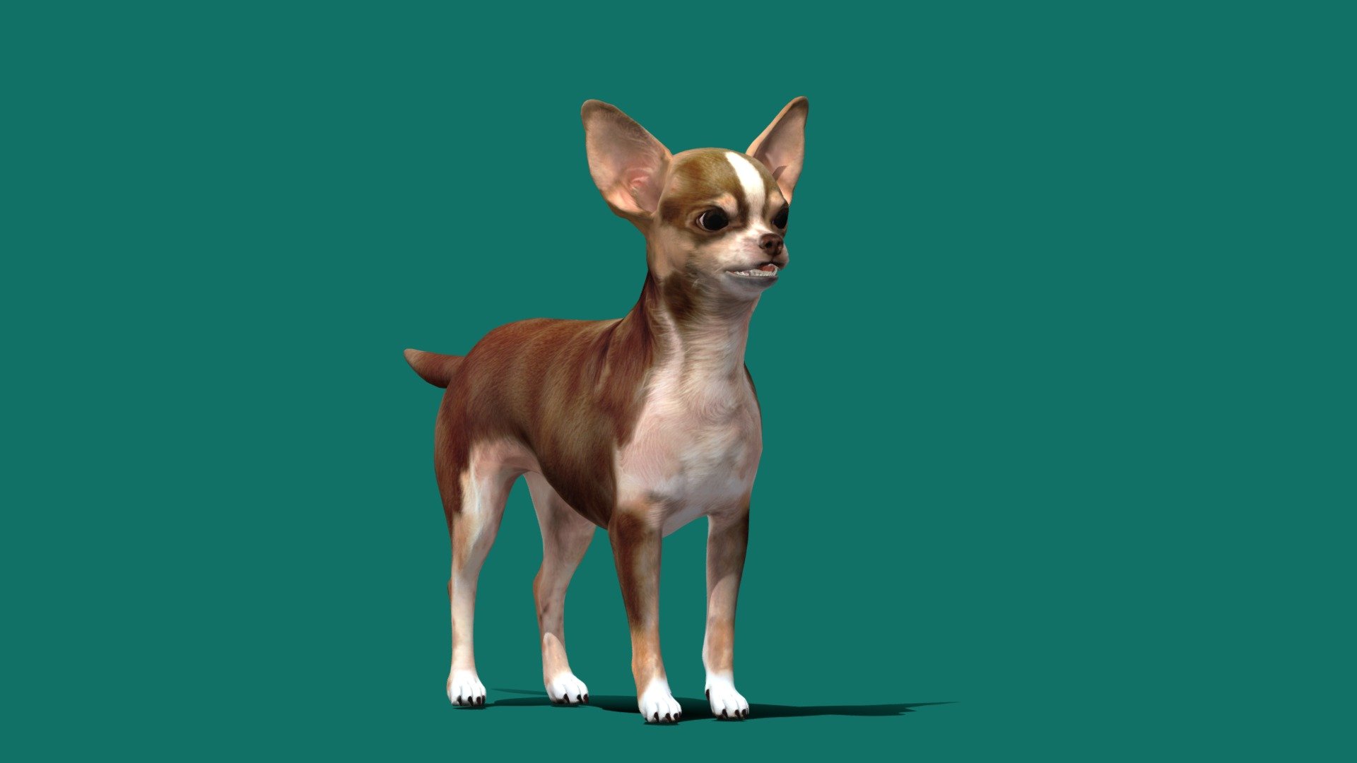 Chihuahua (Game Ready) 3d model