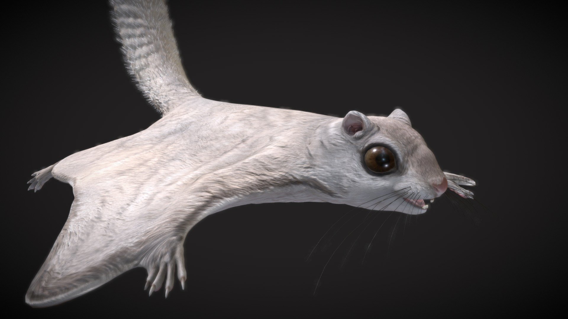 Siberian_flying_squrrel 3d model