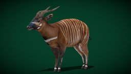 Eastern Bongo Male Antelope  (Endangered)