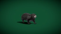 Vancouver Island Marmot (Lowpoly)