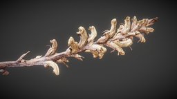 Dried-plant 02