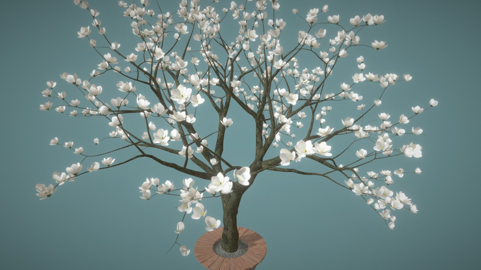 Magnolia White 3d model