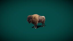 European Bison Male (Lowpoly)