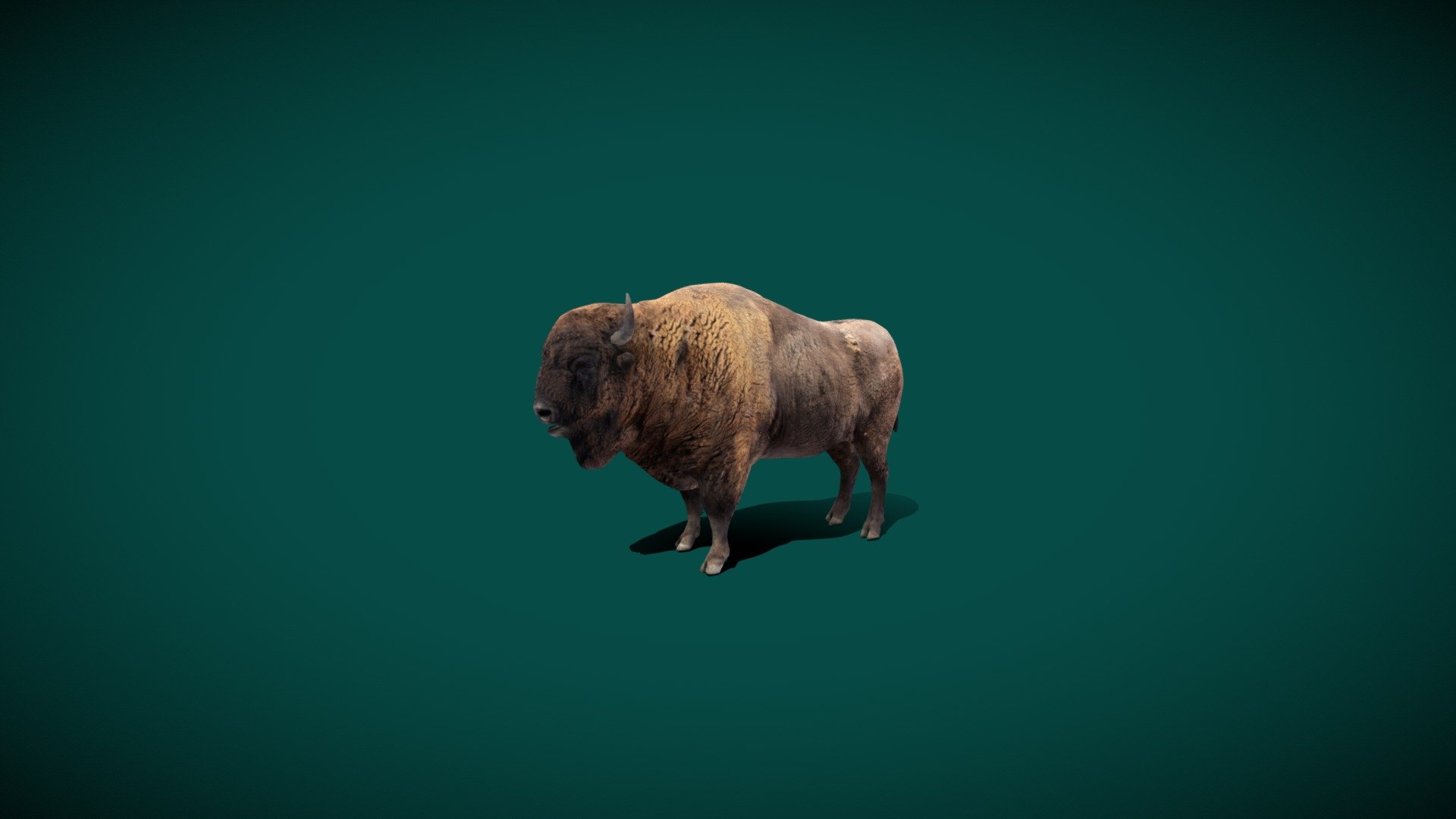 European Bison Male (Lowpoly) 3d model