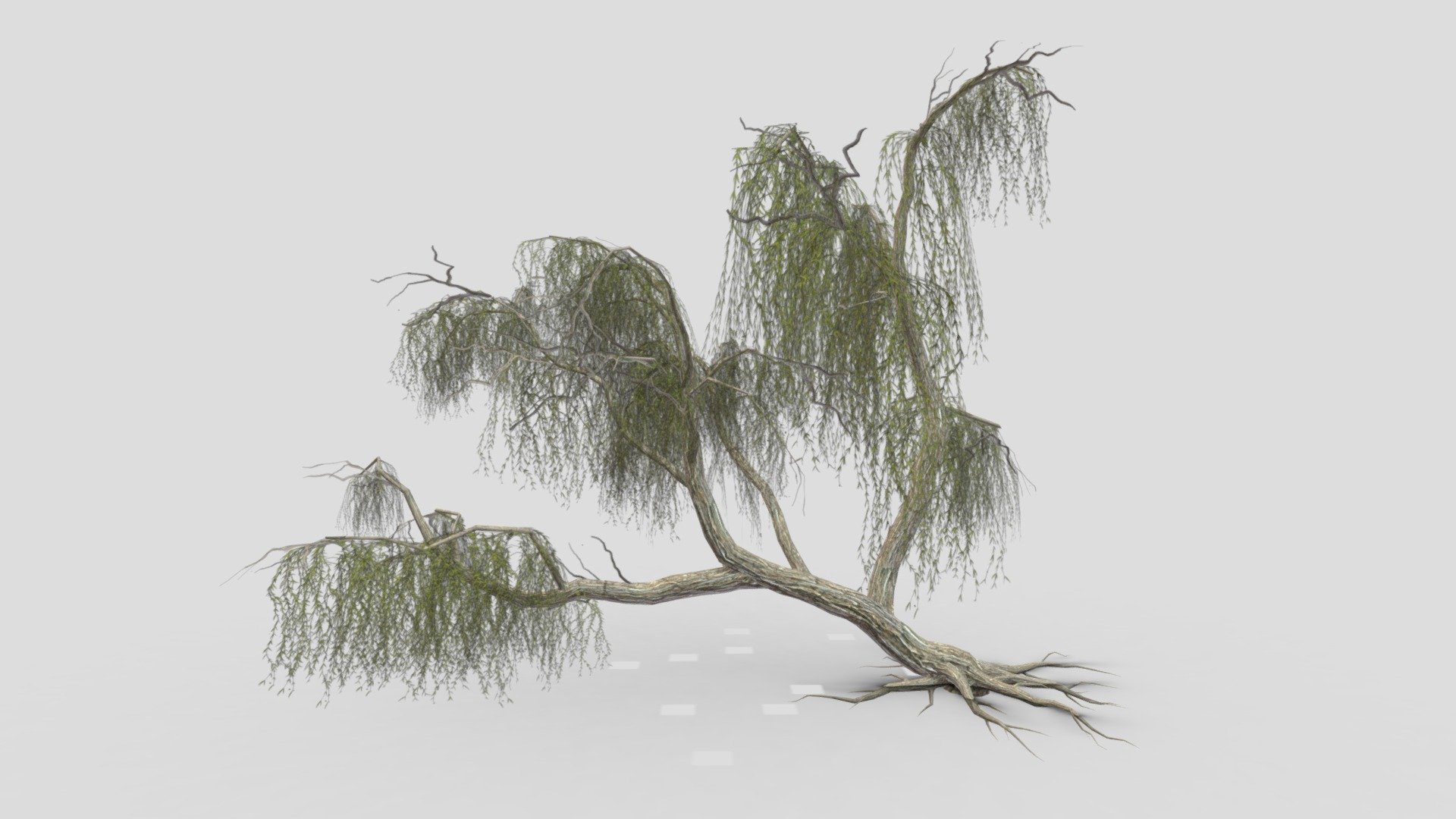 Weeping willow-19 3d model