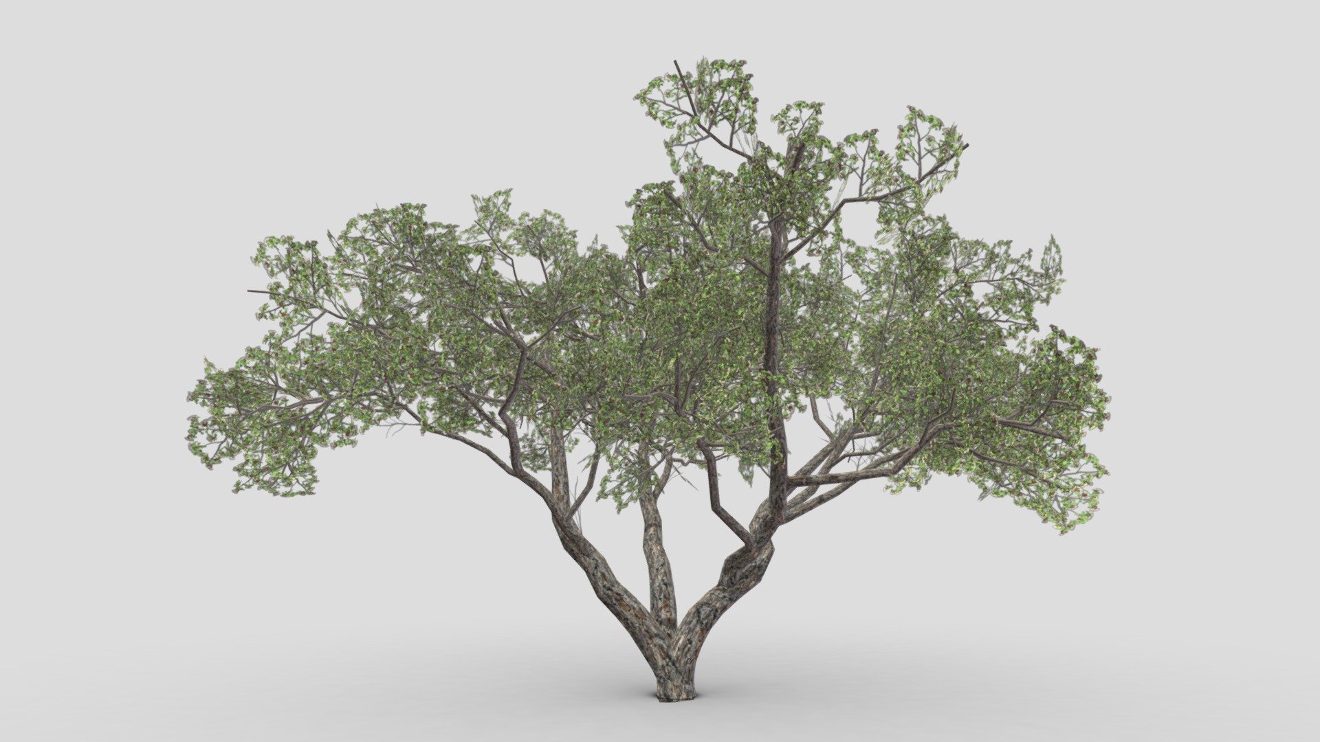 Brazilian Pequi Tree- 03 3d model