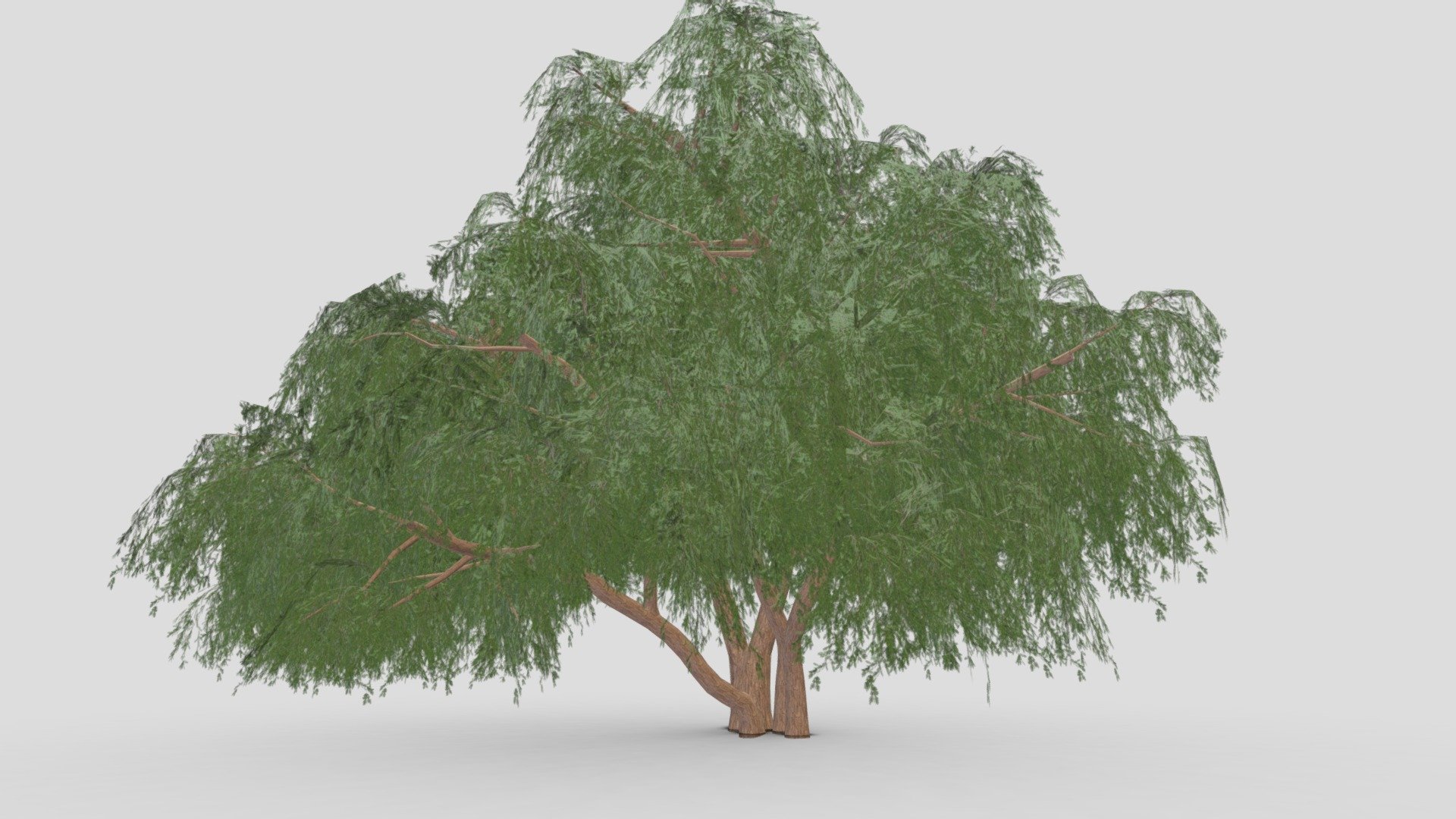 Prosopis Tree- 10 3d model