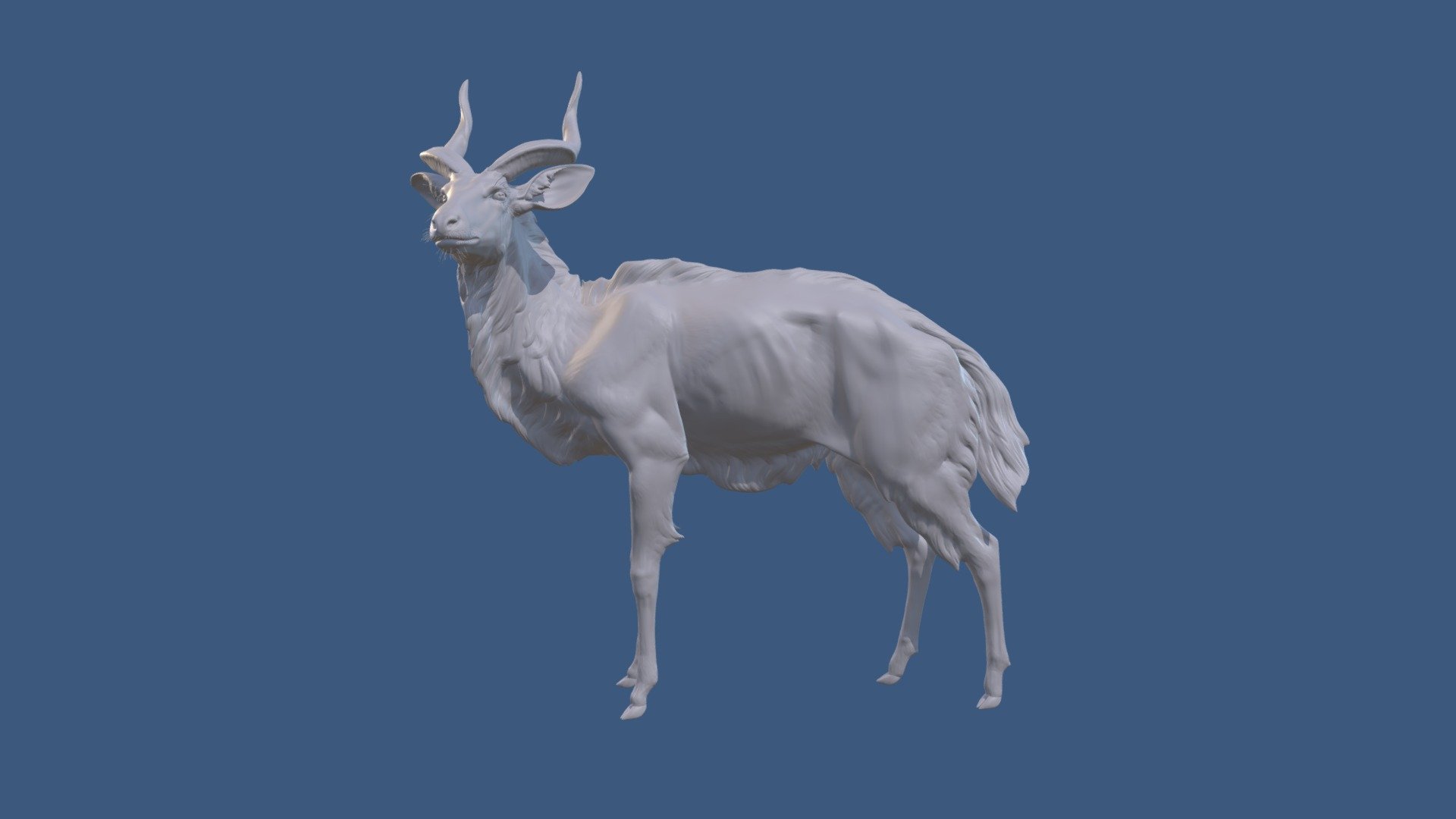 Lowland Nyala Anatomy Study 3d model