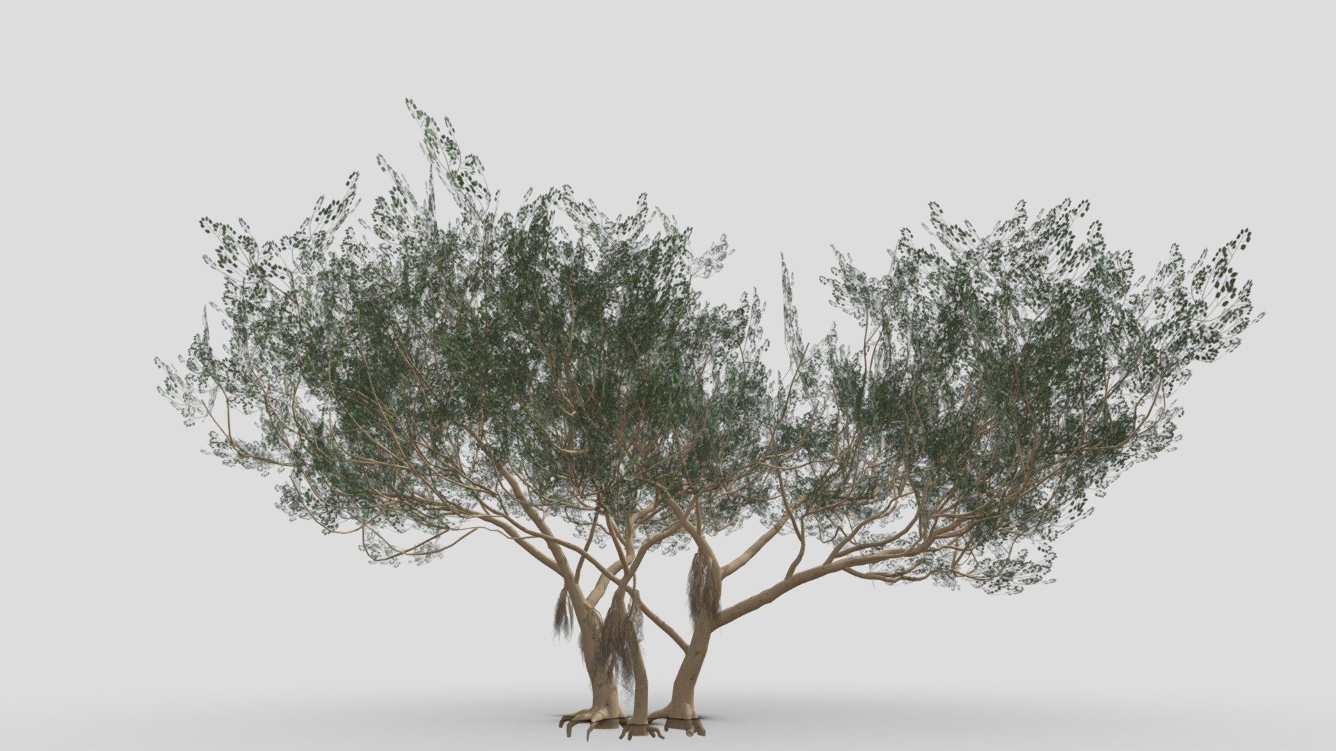 Ficus Benjamina Tree-S09 3d model