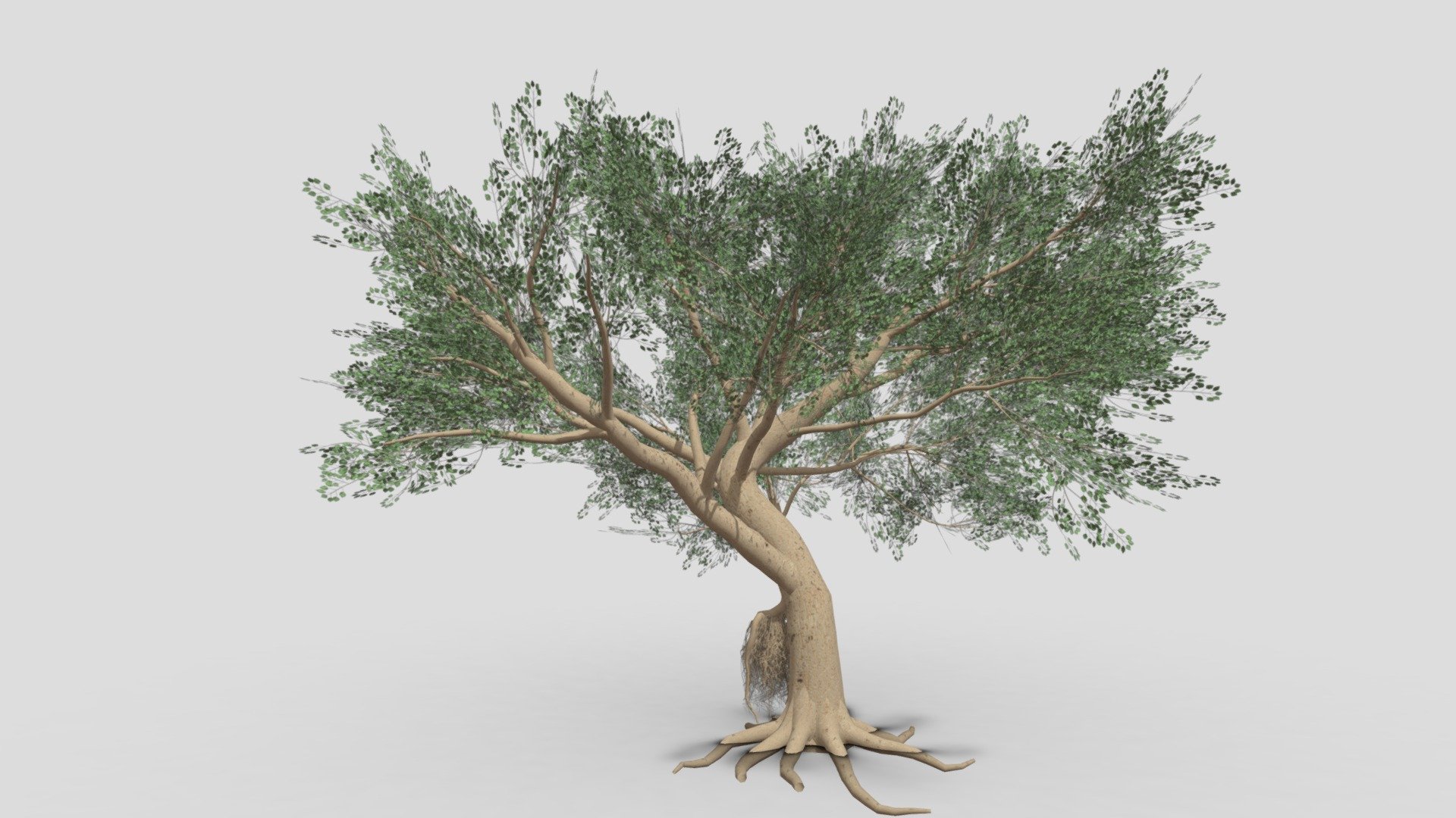 Ficus Benjamina Tree-S15 3d model