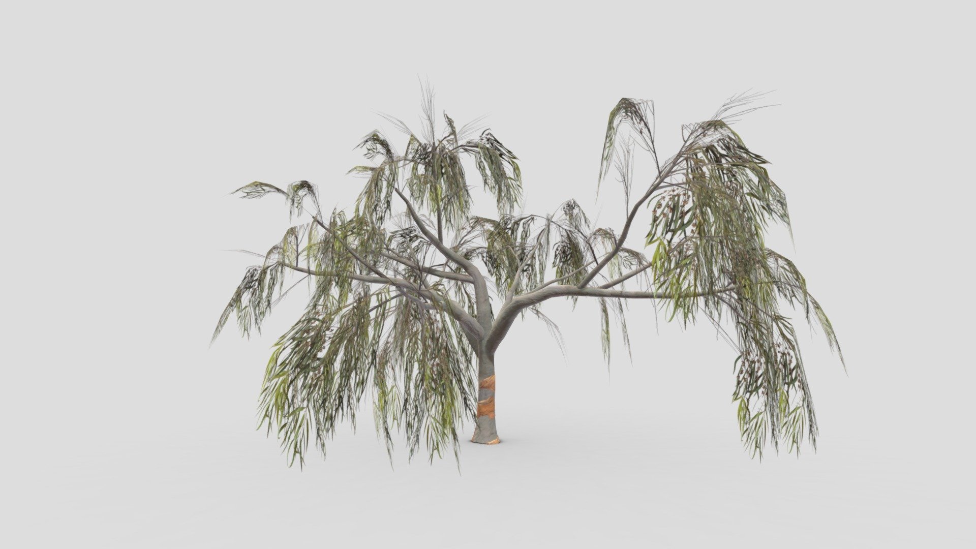 Eucalyptus Tree- 03 3d model