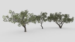 Brazilian Pequi Tree- Pack- 01