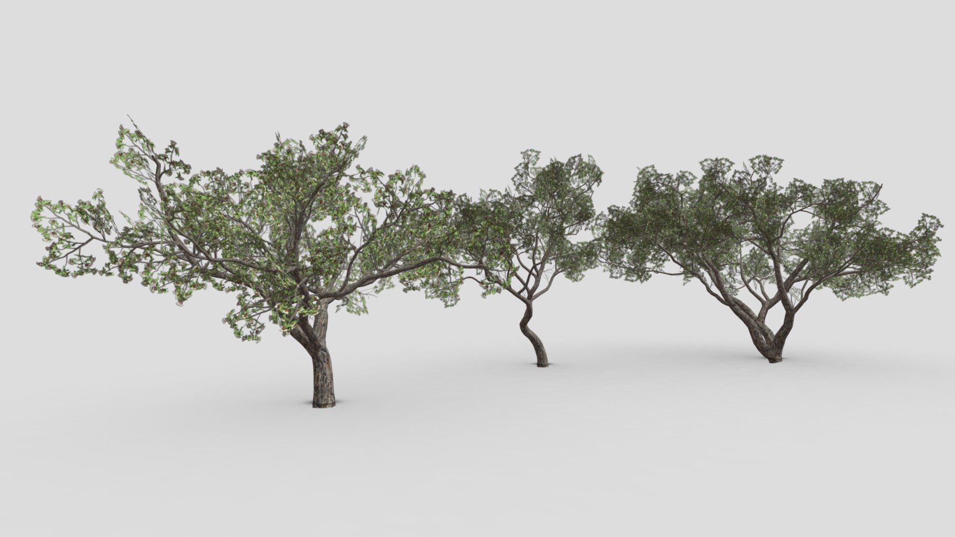 Brazilian Pequi Tree- Pack- 01 3d model