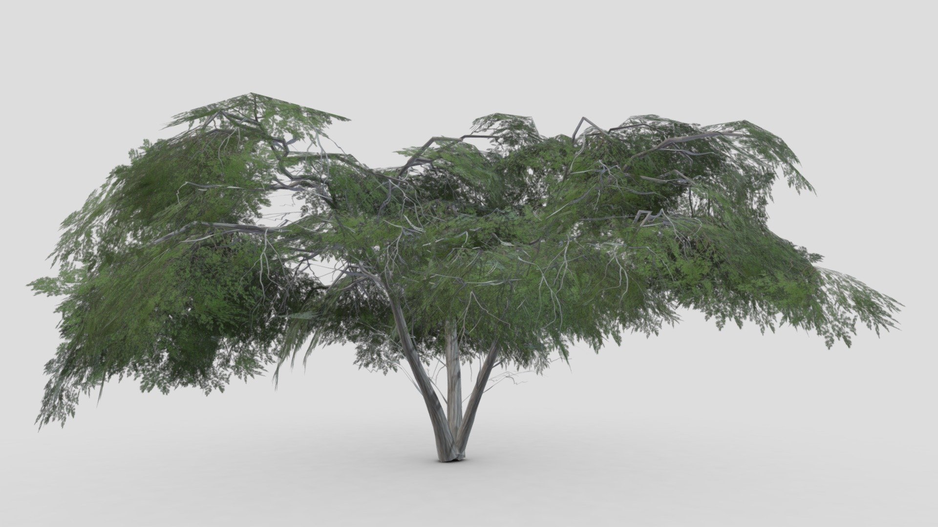 Acacia Tree-S22 3d model