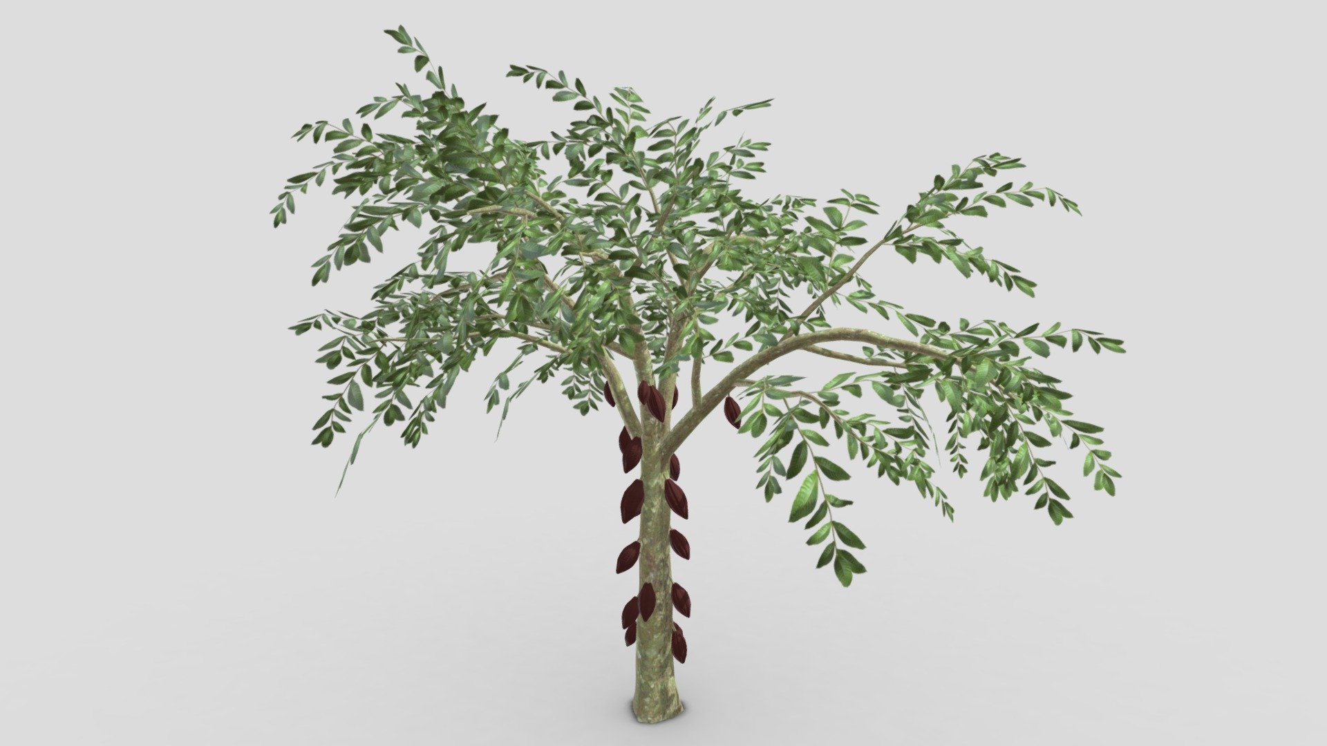 Cacao Tree( Brown Fruit)- 06 3d model