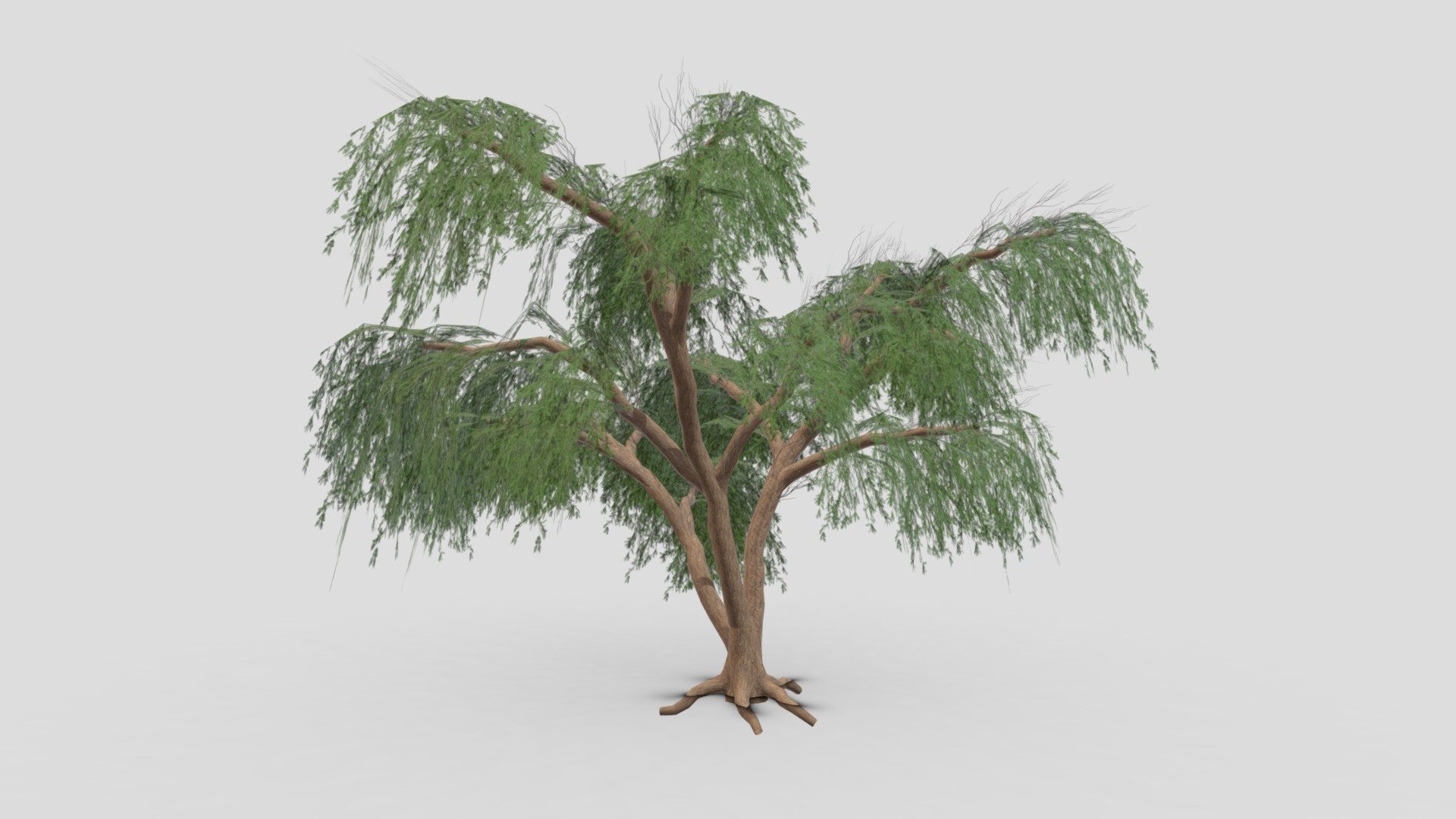 Prosopis Tree- 12 3d model