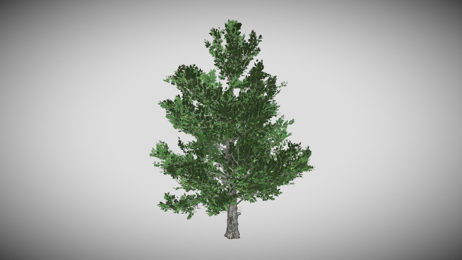 Sugar Maple Tree 3d model