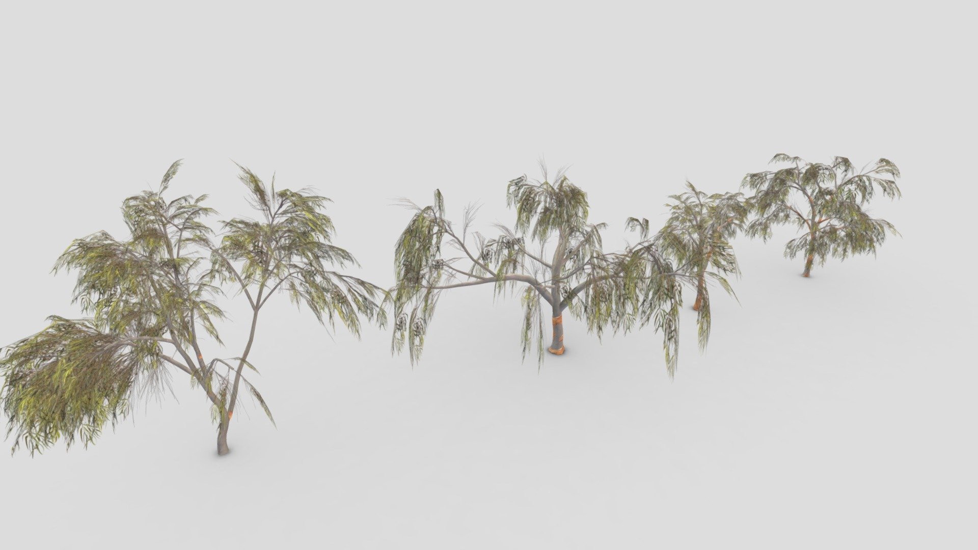 Eucalyptus Tree- Pack- 01 3d model