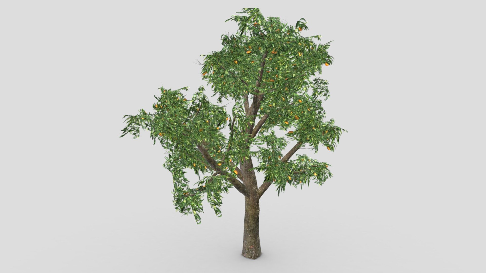 Orange Tree- S02 3d model