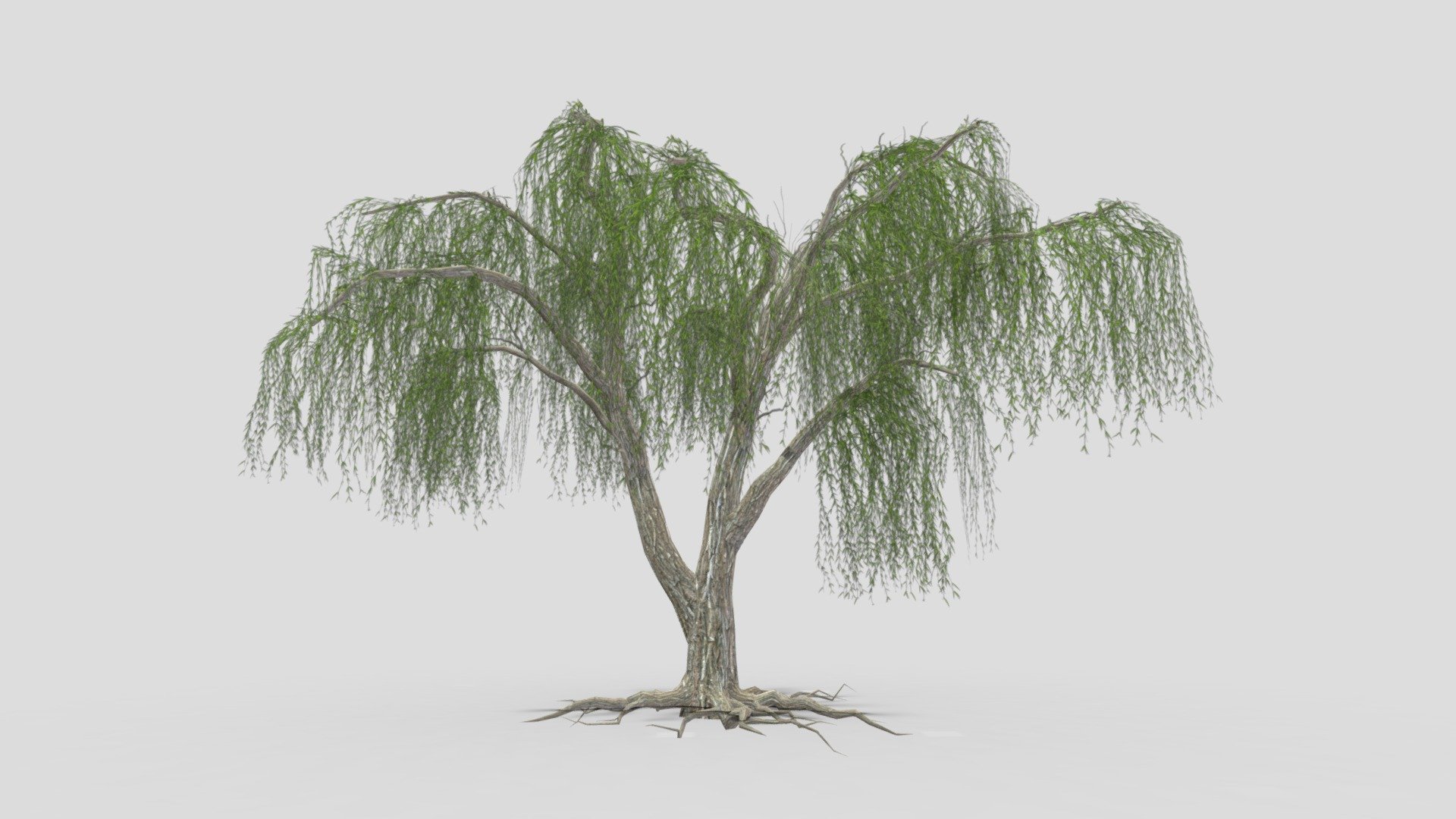 Weeping Willow Tree-08 3d model