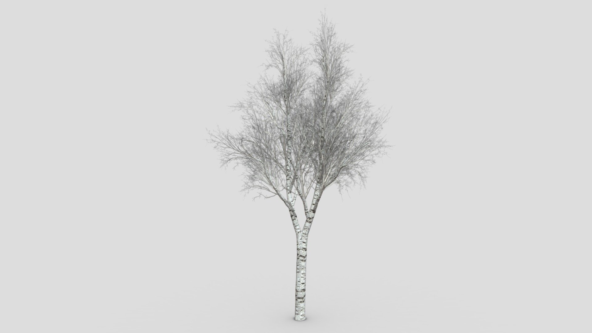 White Birch Tree-ST-35 3d model