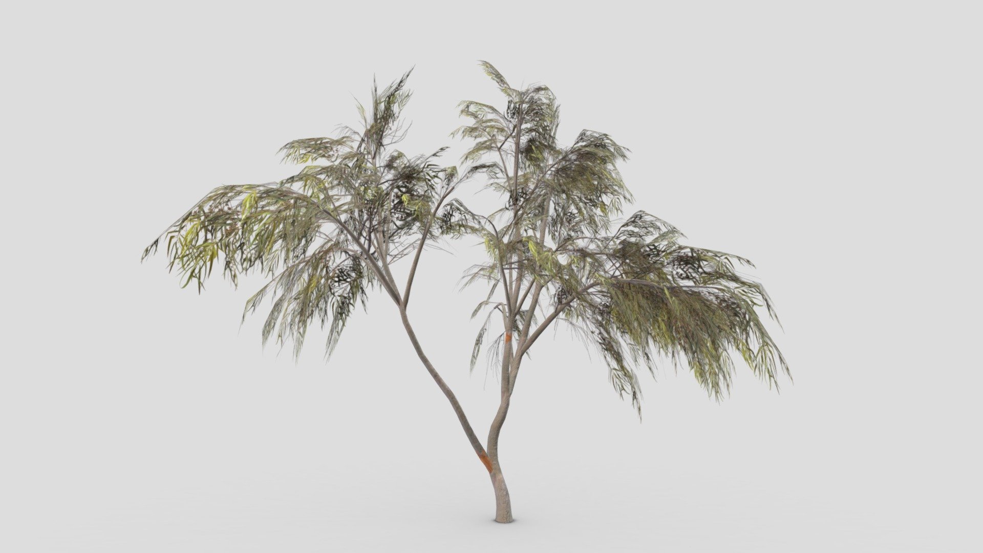 Eucalyptus Tree- 04 3d model