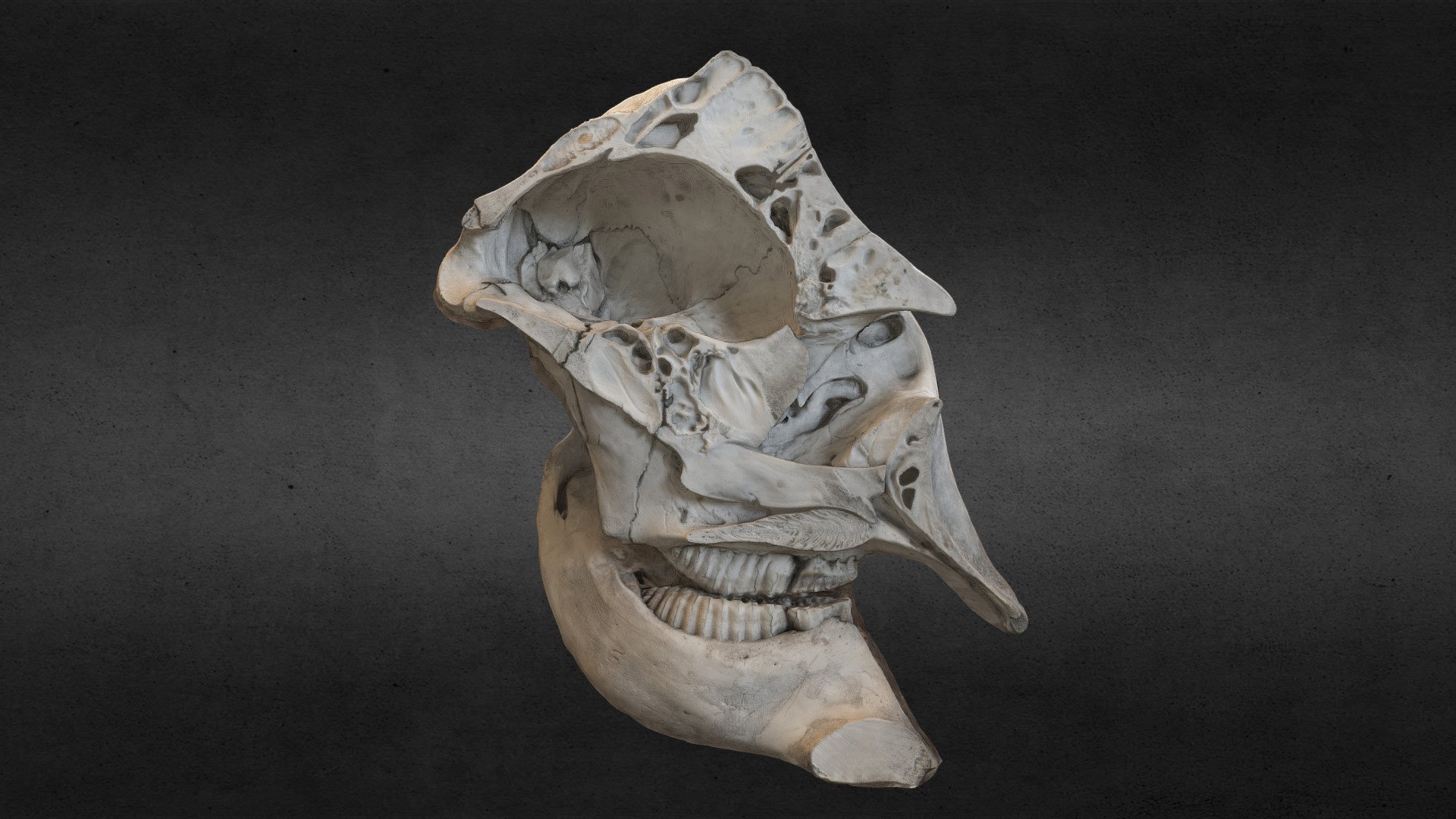 Elephant skull 3d model