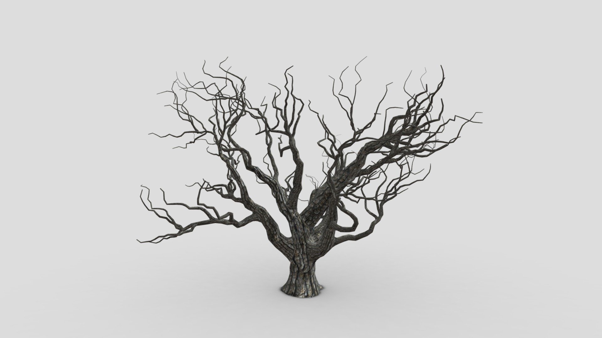 Trunk -Live Oak-SK-02 3d model