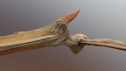 Pteranodon