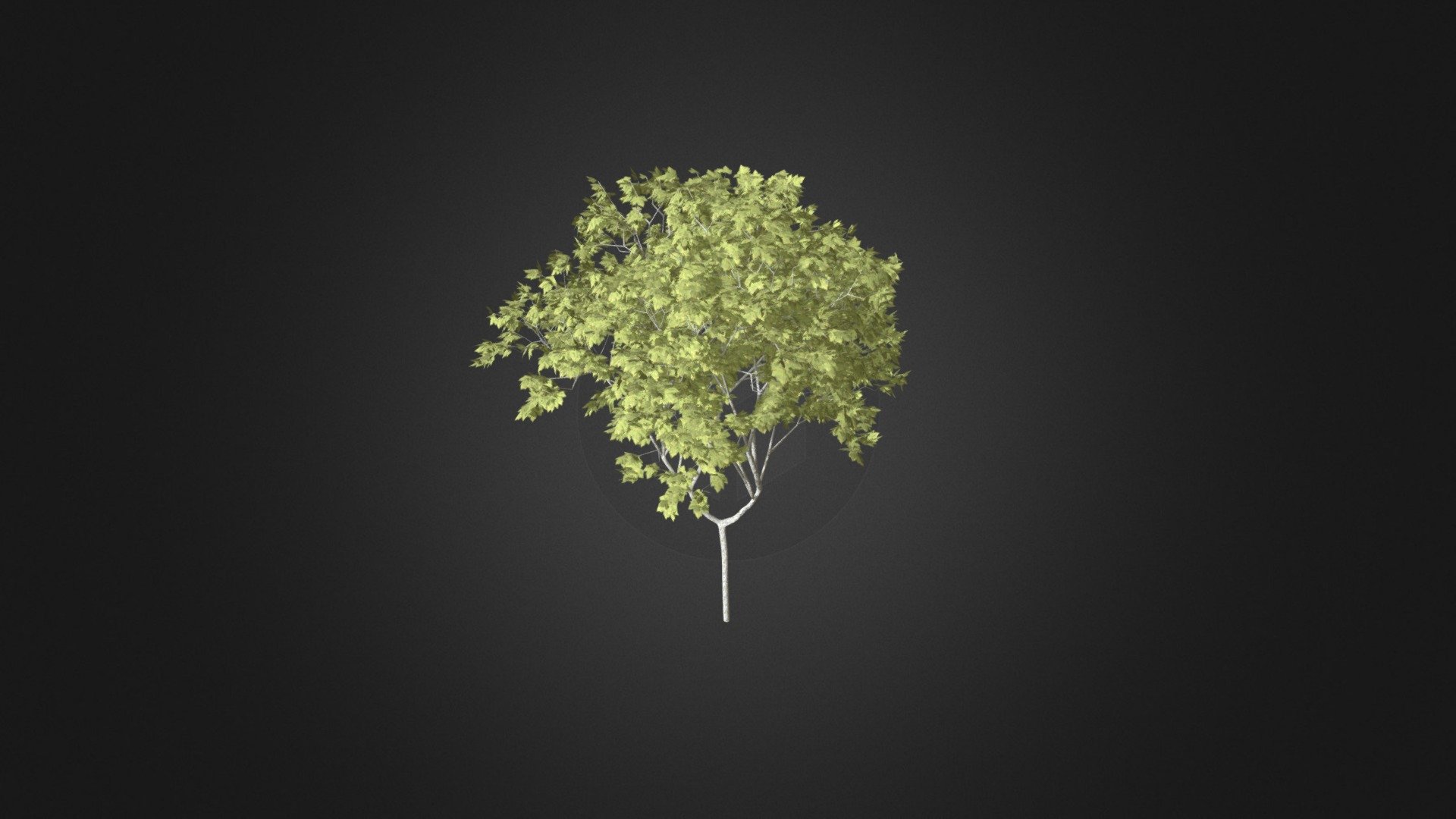 Norway Maple (Acer platanoides) 6.3m 3d model