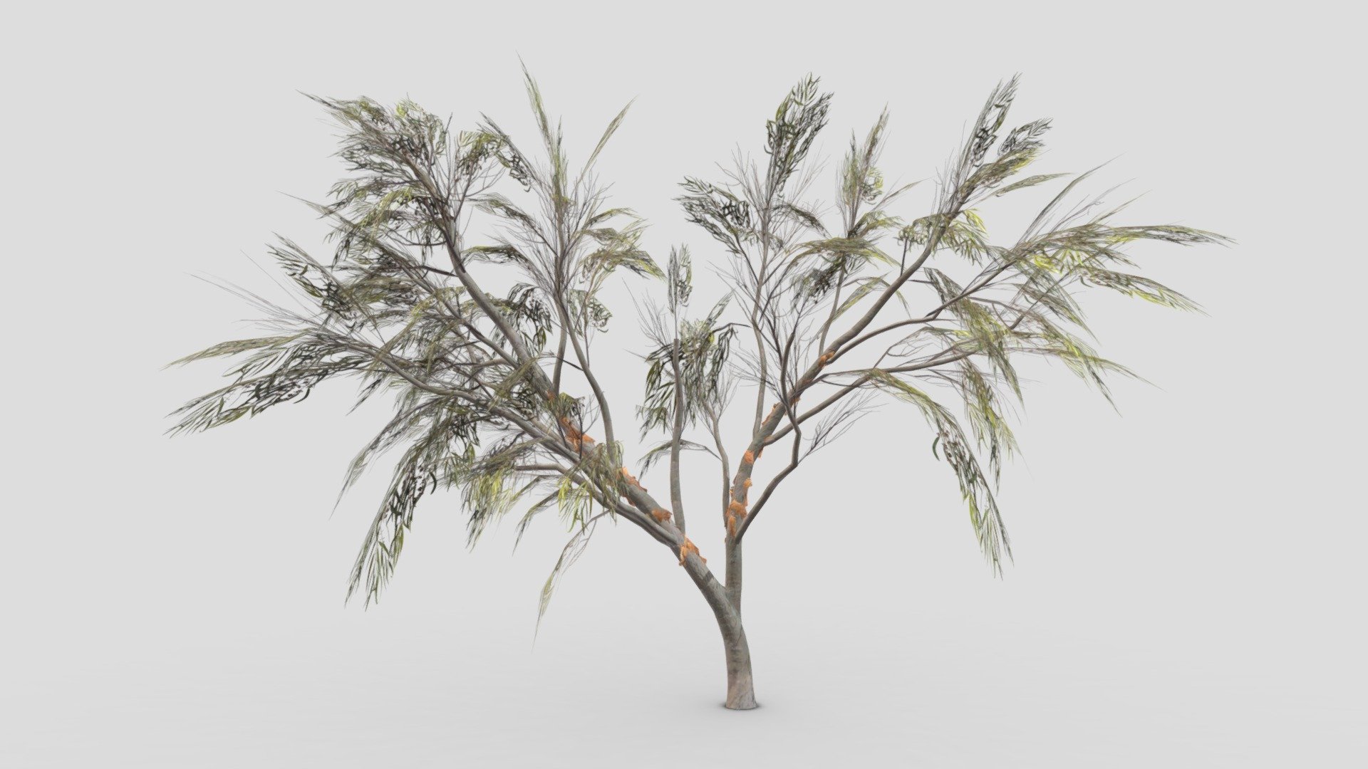 Eucalyptus Tree- 07 3d model