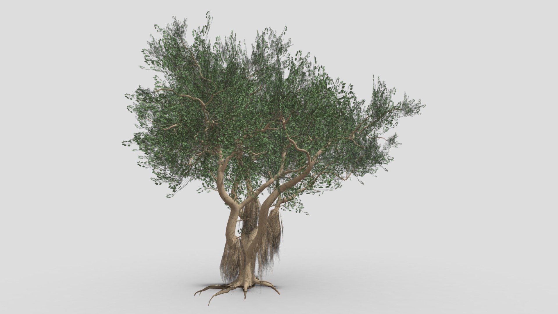 Ficus Benjamina Tree-S11 3d model