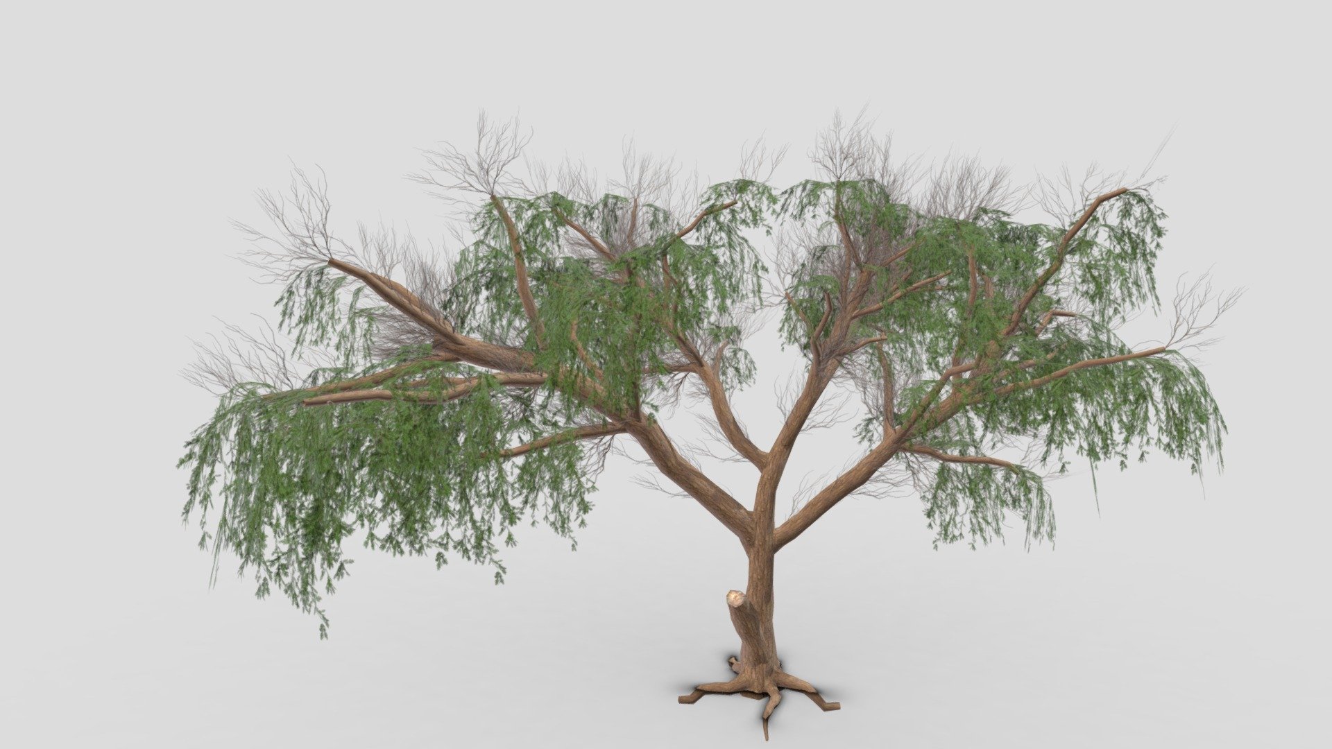 Prosopis Tree- 11 3d model