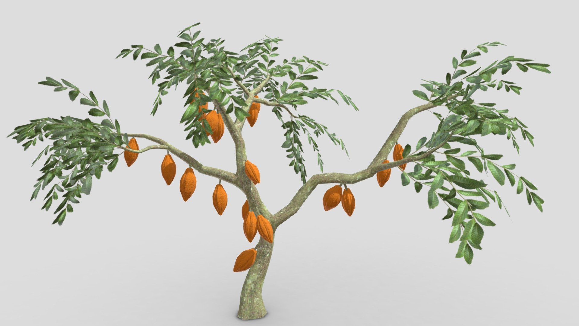 Cacao Tree( Orang Fruit)- 07 3d model