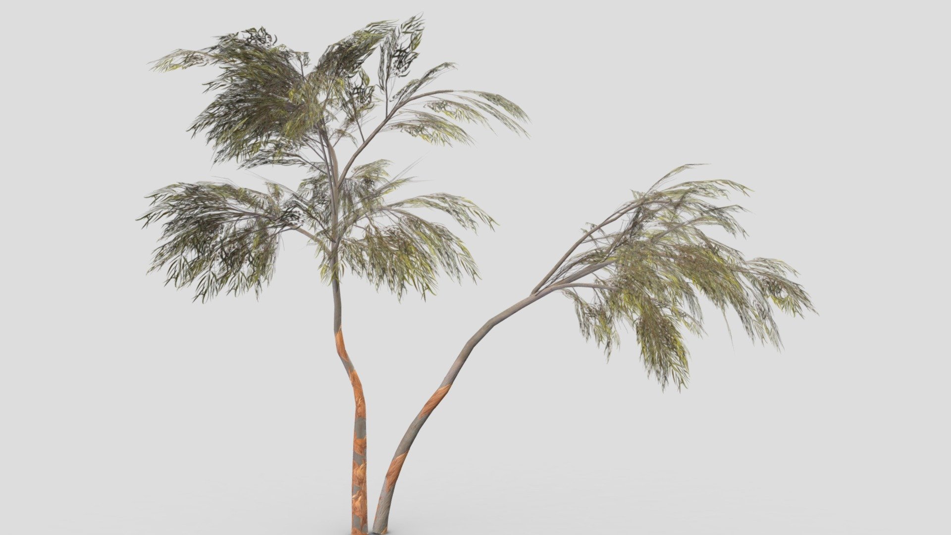 Eucalyptus Tree- 11 3d model