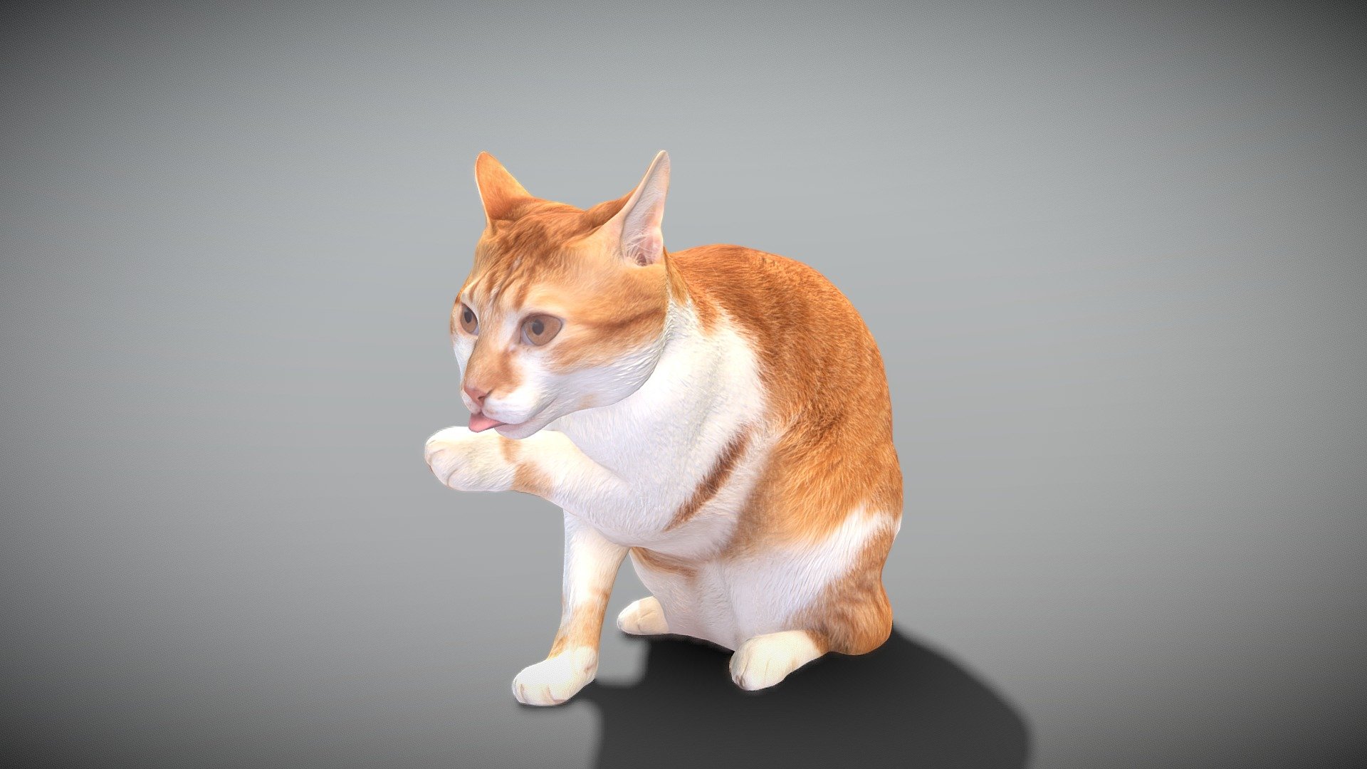 Cat licking paw 45 3d model